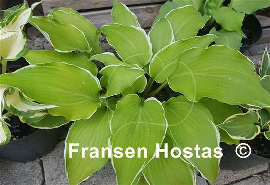 Hosta Valley's Silky Skirt